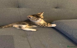 Mixed Breed cats for sale: 3 Kittens for sale - Image 3