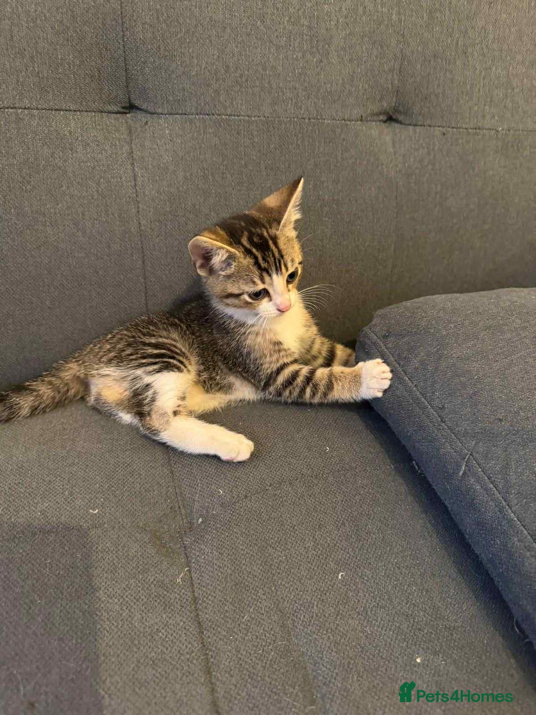Mixed Breed cats for sale: 3 Kittens for sale - Image 3