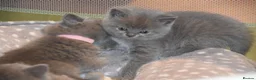 British Shorthair cats for sale: British Shorthair kittens, Ready! - Advert 7