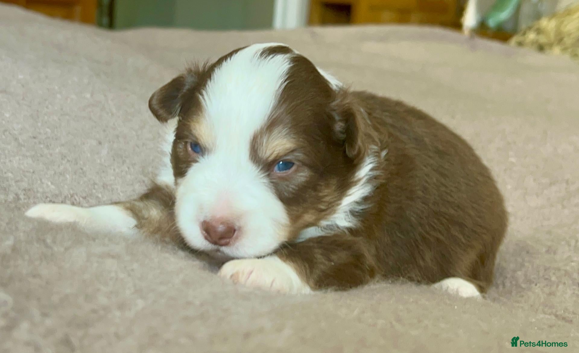 Australian Shepherd dogs Rare Show Lines KC purebred Mini Aussie (MAS)  - Advert 1