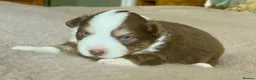 Australian Shepherd dogs for sale: Rare Show Lines KC purebred Mini Aussie (MAS)  - Advert 1
