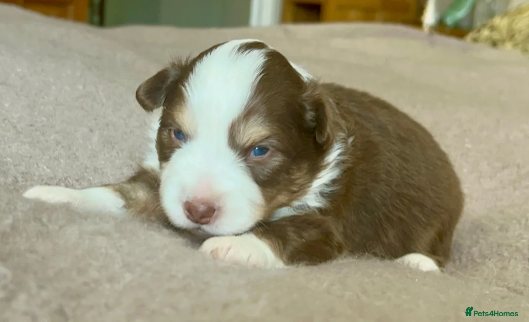 Australian Shepherd dogs for sale: Rare Show Lines KC purebred Mini Aussie (MAS)  - Advert 1
