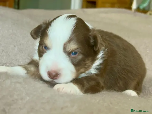 Australian Shepherd dogs Rare Show Lines KC purebred Mini Aussie (MAS) - Advert 1