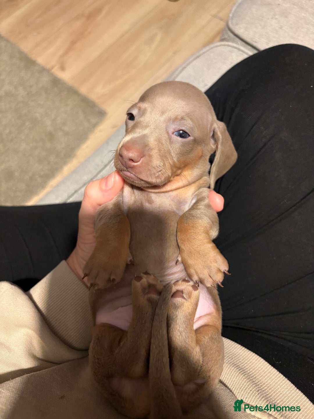 Miniature Dachshund dogs for sale: Miniature shorthaired dachshund pups - Advert 9