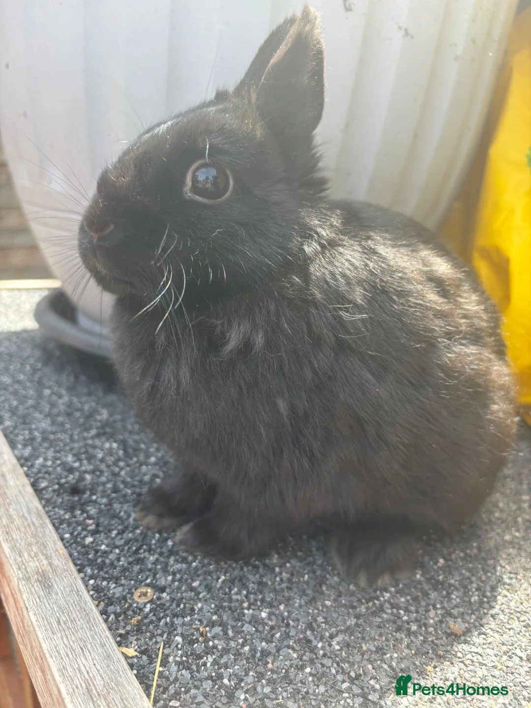 Netherland Dwarf rabbits for sale: Neverland rabbits  - Advert 4