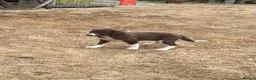 Border Collie dogs for sale: Welsh Border Collie Puppies Ready now - Advert 13