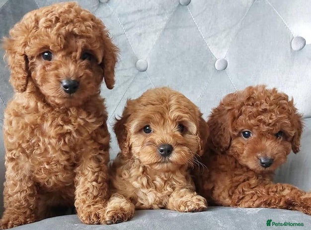 Cavapoo dogs - Advert 1