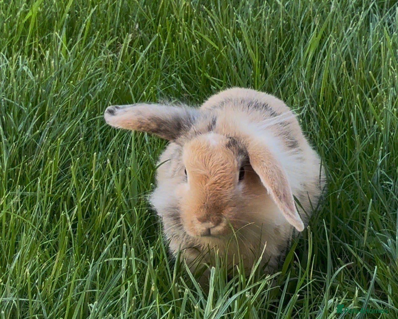 Mixed Breed rabbits Mini Lop mix breed  - Advert 1
