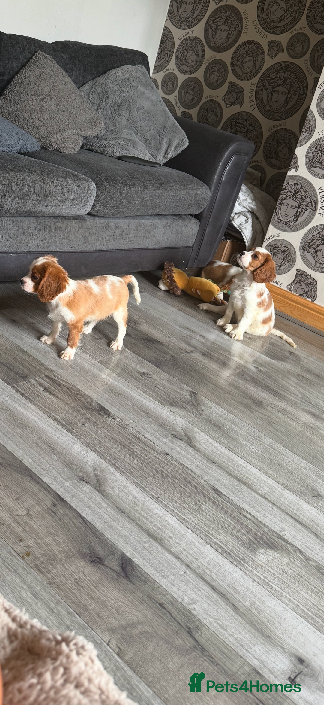 Cavalier King Charles Spaniel dogs for sale: Kennel club reg dna cavalier pups fully vaccine  - Image 29