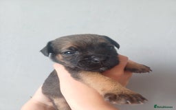 Border Terrier dogs for sale: Slem clear stunning boarder terrier puppies  - Image 6
