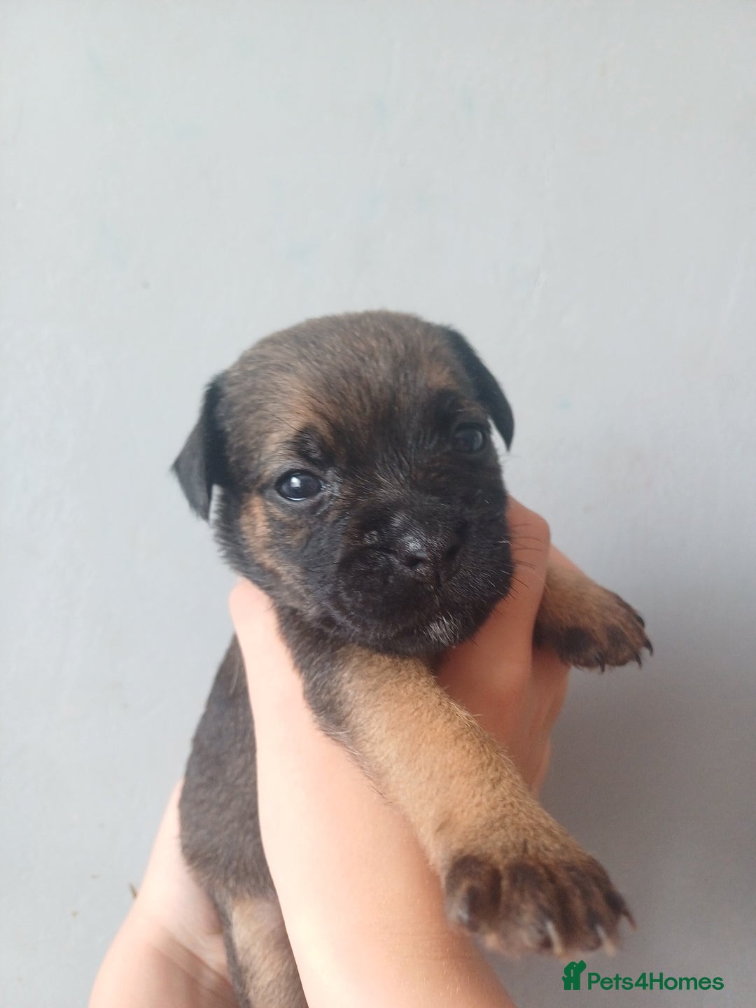 Border Terrier dogs for sale: Slem clear stunning boarder terrier puppies  - Image 6