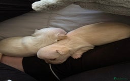 Chihuahua dogs for sale: Puppies chihuahuas 1 boy and 2 little princesses  - Image 2