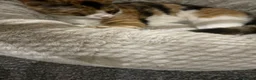 Mixed Breed cats for sale: Female cat for sale. in Luton - Advert 2