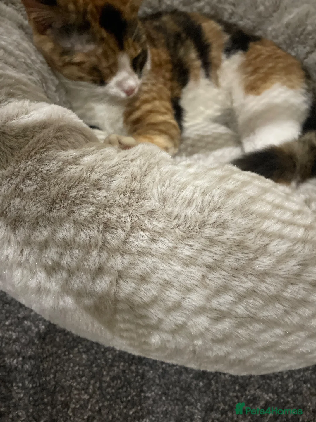 Mixed Breed cats for sale: Female cat for sale. in Luton - Advert 2