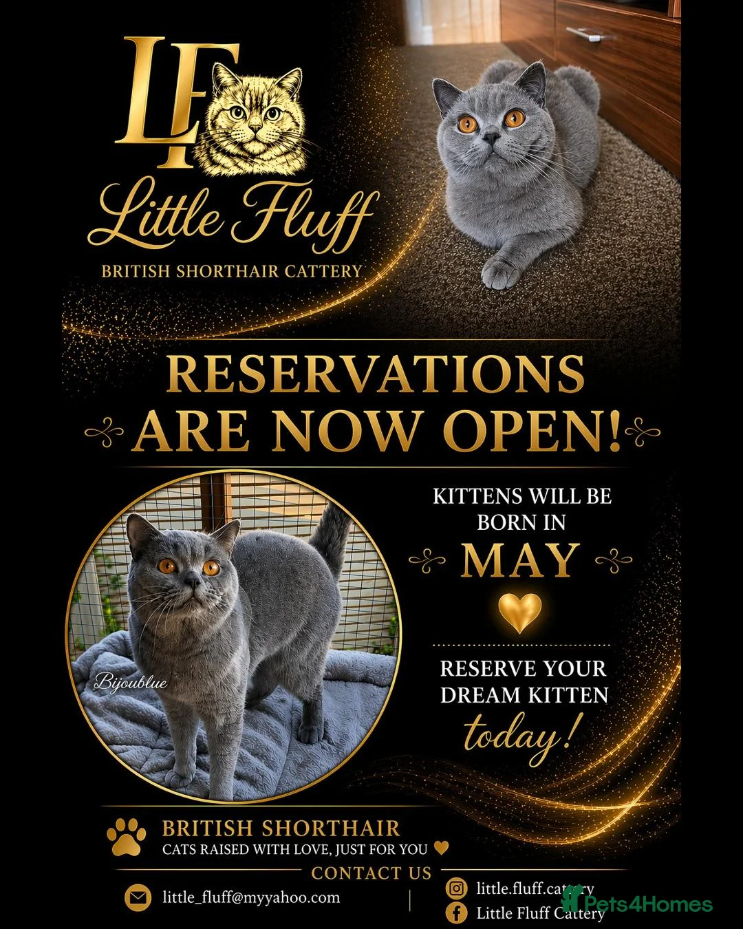 British Shorthair cats for sale: 🩷 Kittens Looking For Their Forever Homes 🩵 - Advert 2