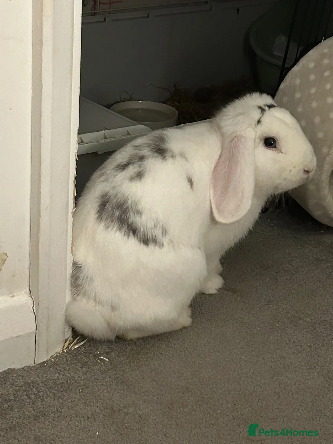 English Lop rabbits for sale: Indoor rabbit  in Upminster - Advert 2