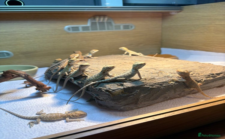 Bearded Dragon reptiles - Advert 3