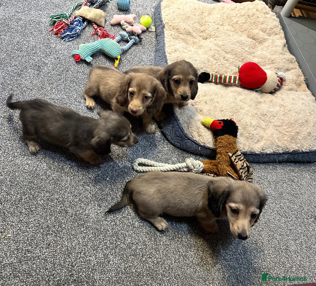 Miniature Dachshund dogs for sale: Gorgeous shaded cream pups - Image 28
