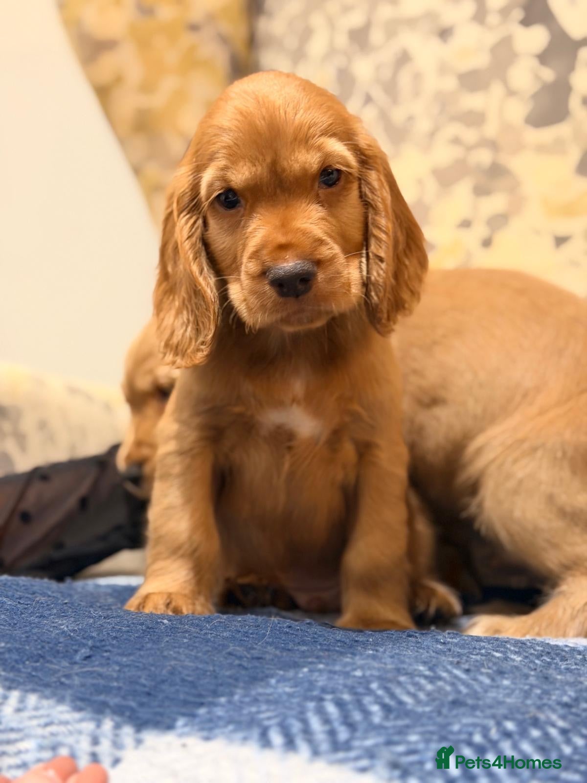 Cocker Spaniel dogs Fantasticly Bred Health Tested Cockers  - Advert 1