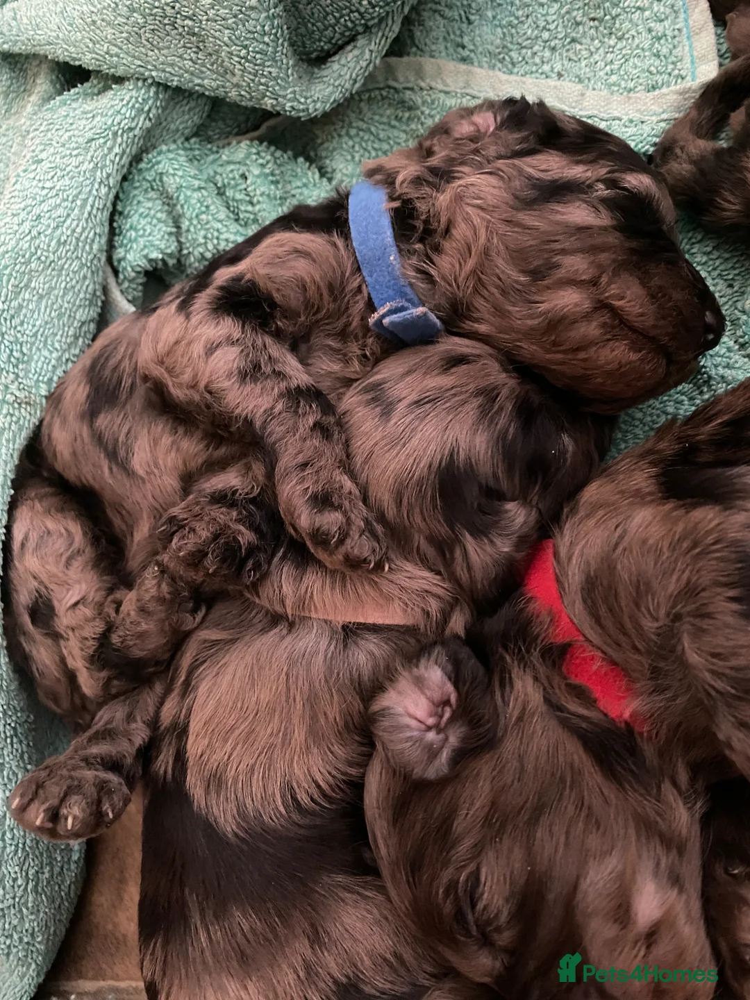Cockapoo dogs for sale: Six Beautiful Merle Cockapoo Puppies - Advert 2