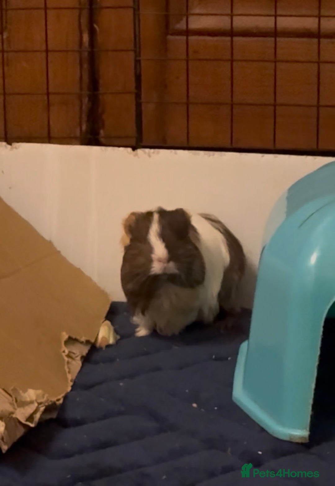 Guinea Pig rodents for sale: 2 Beautiful long haired girls  - Advert 10