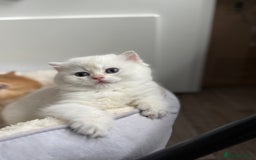 British Shorthair cats for sale: 🌟Purebred British Shorthair Golden Kittens🌟 - Image 9