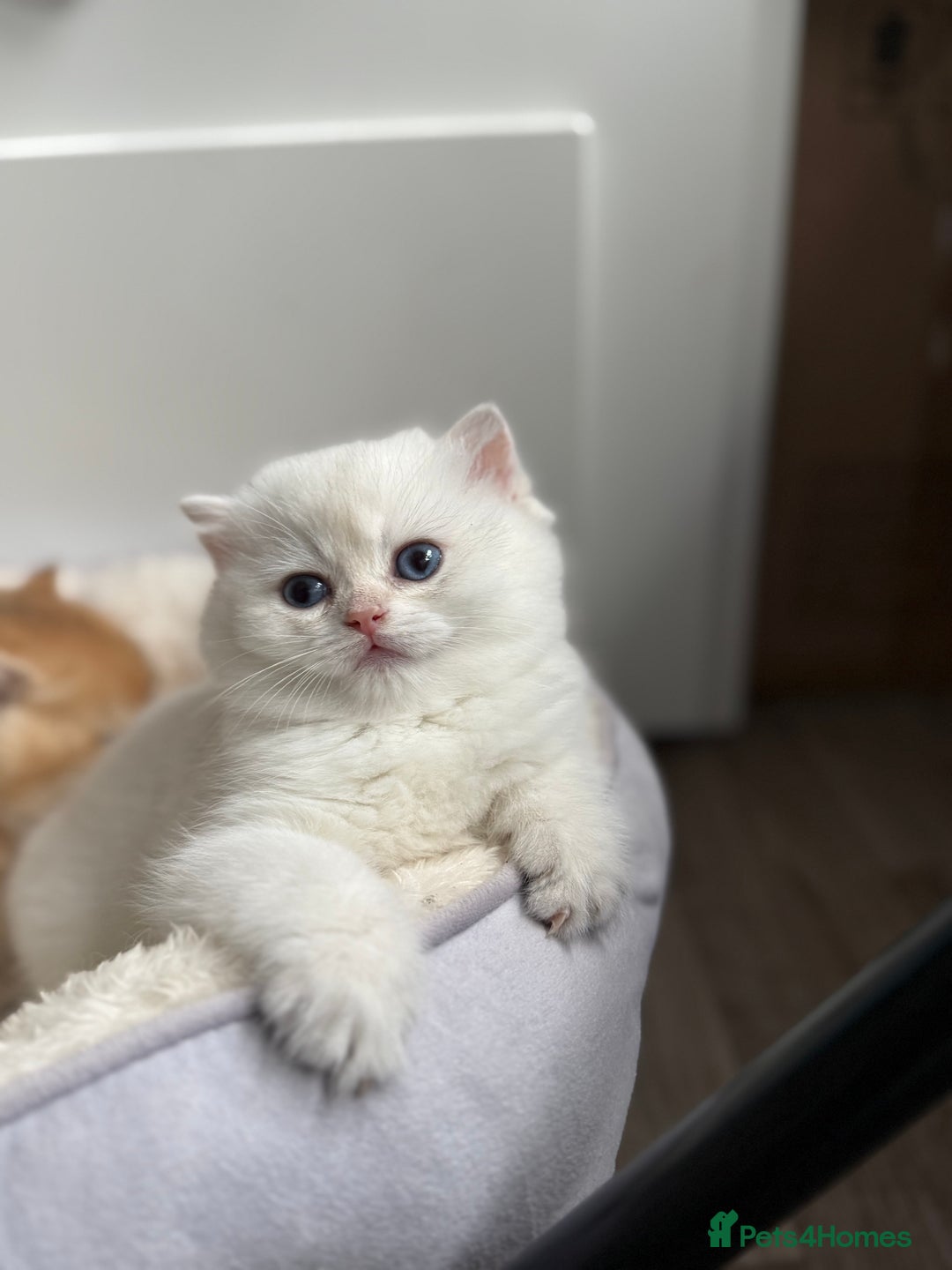 British Shorthair cats for sale: 🌟Purebred British Shorthair Golden Kittens🌟 - Image 9