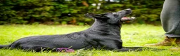 German Shepherd dogs for sale: Kc reg working line German shepherd pups in Barnsley - Advert 13