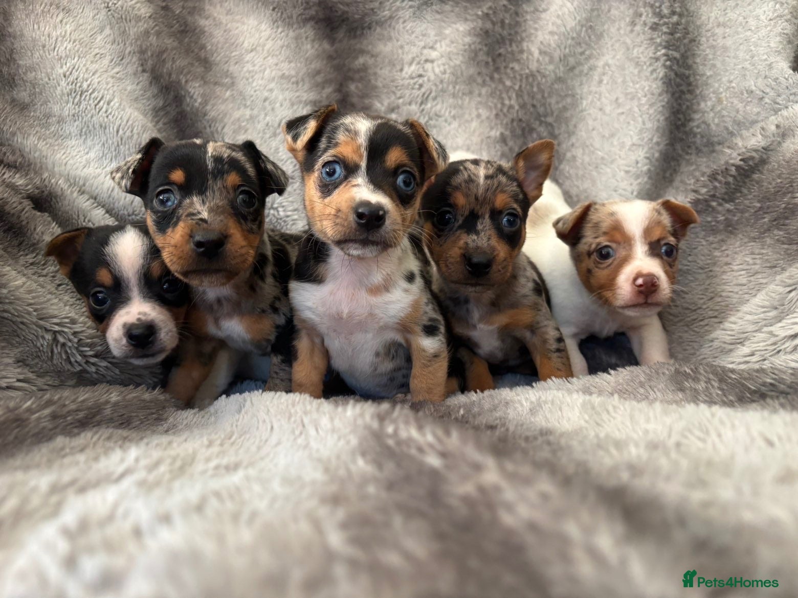 Jack Russell dogs Beautiful jackrussell pups - Advert 1