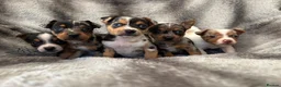Jack Russell dogs for sale: Beautiful jackrussell pups in Preston - Advert 1