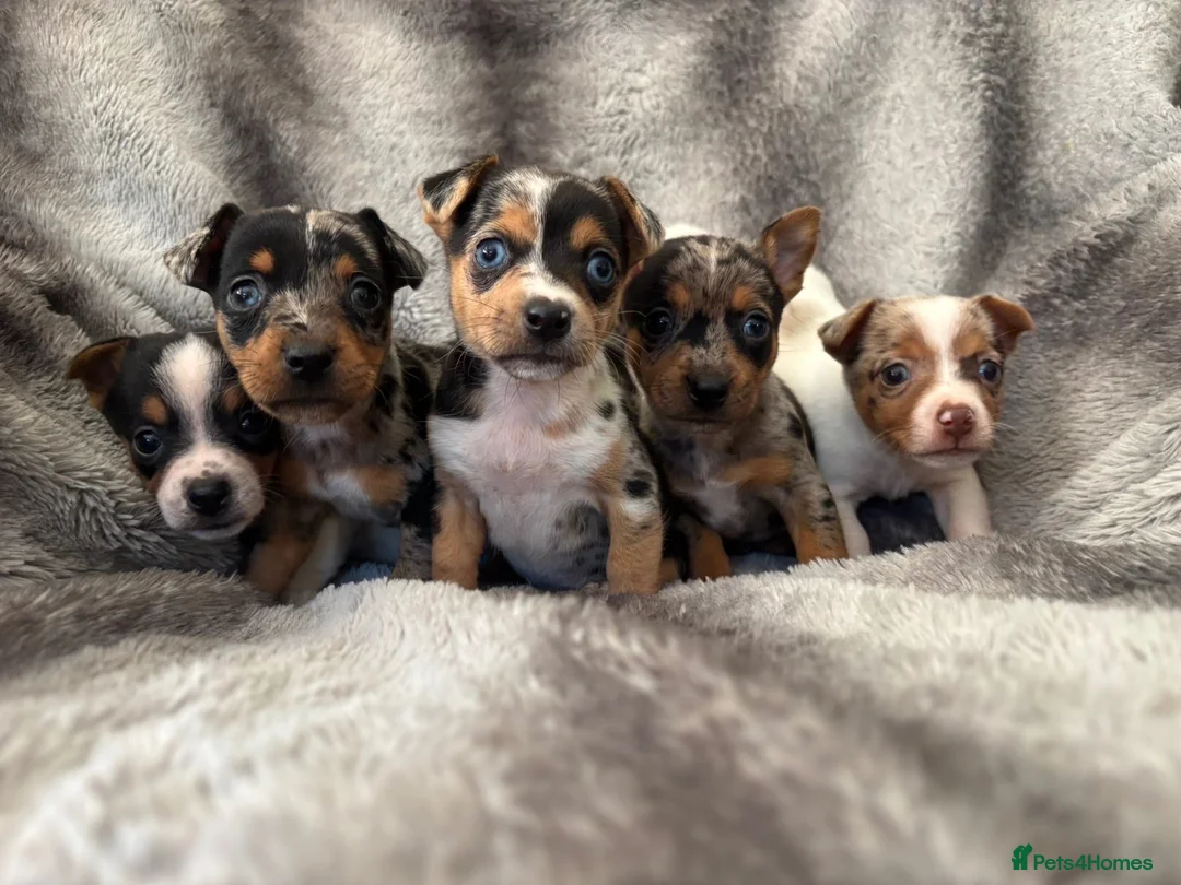Jack Russell dogs for sale: Beautiful jackrussell pups in Preston - Advert 1