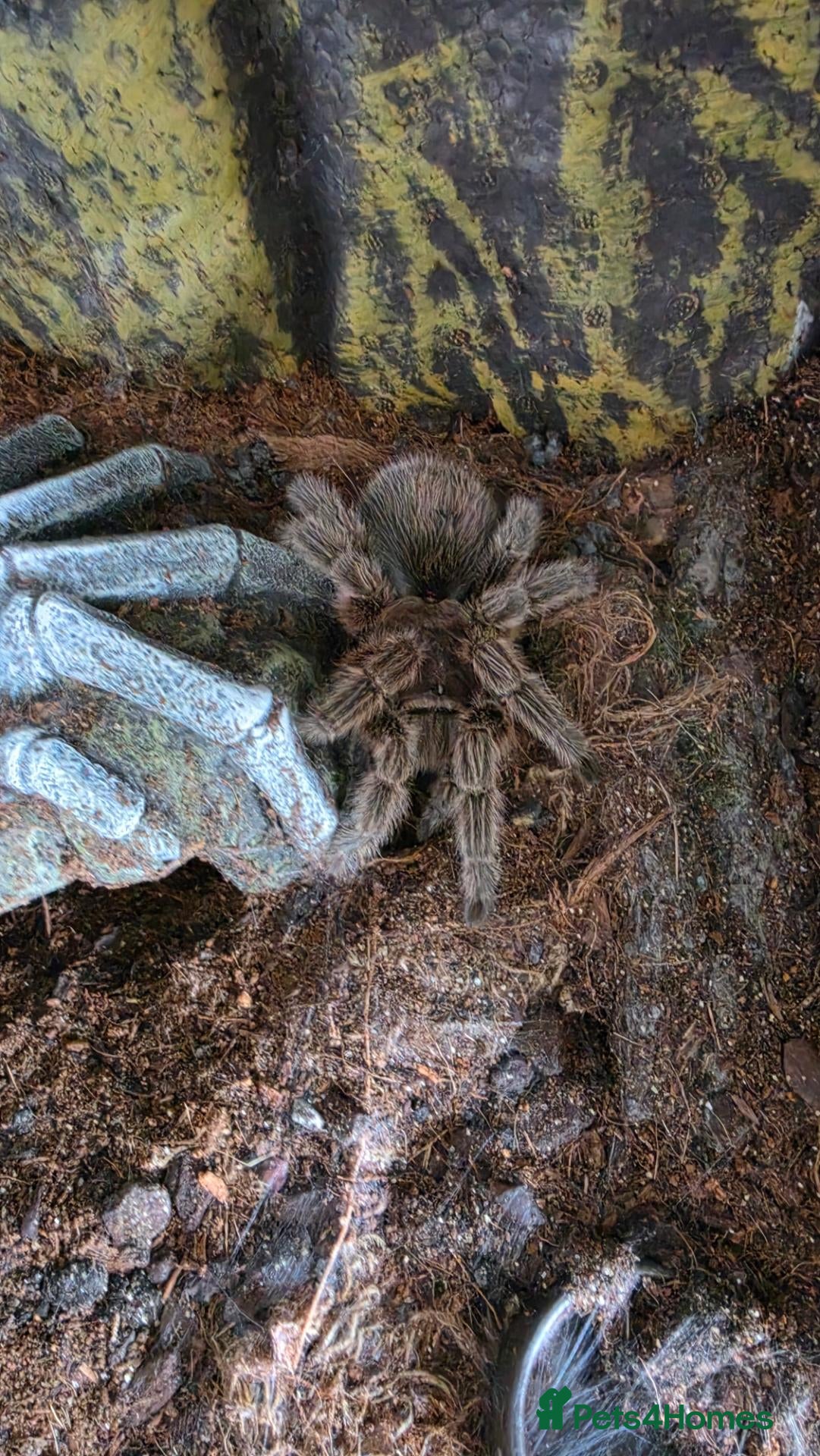 Tarantulas invertebrates Female adult Chilean rose for sale with enclosure - Advert 11