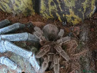 Tarantulas invertebrates Female adult Chilean rose for sale with enclosure - Advert 11
