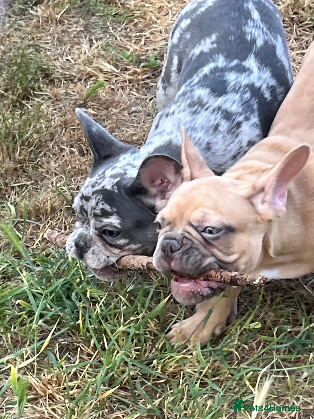 French Bulldog dogs for sale: 🚨🚨adorable Frenchie pups, cheapest prices 🚨🚨 - Image 34