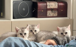 British Shorthair cats for sale: British shorthair x kittens for sale - Image 5