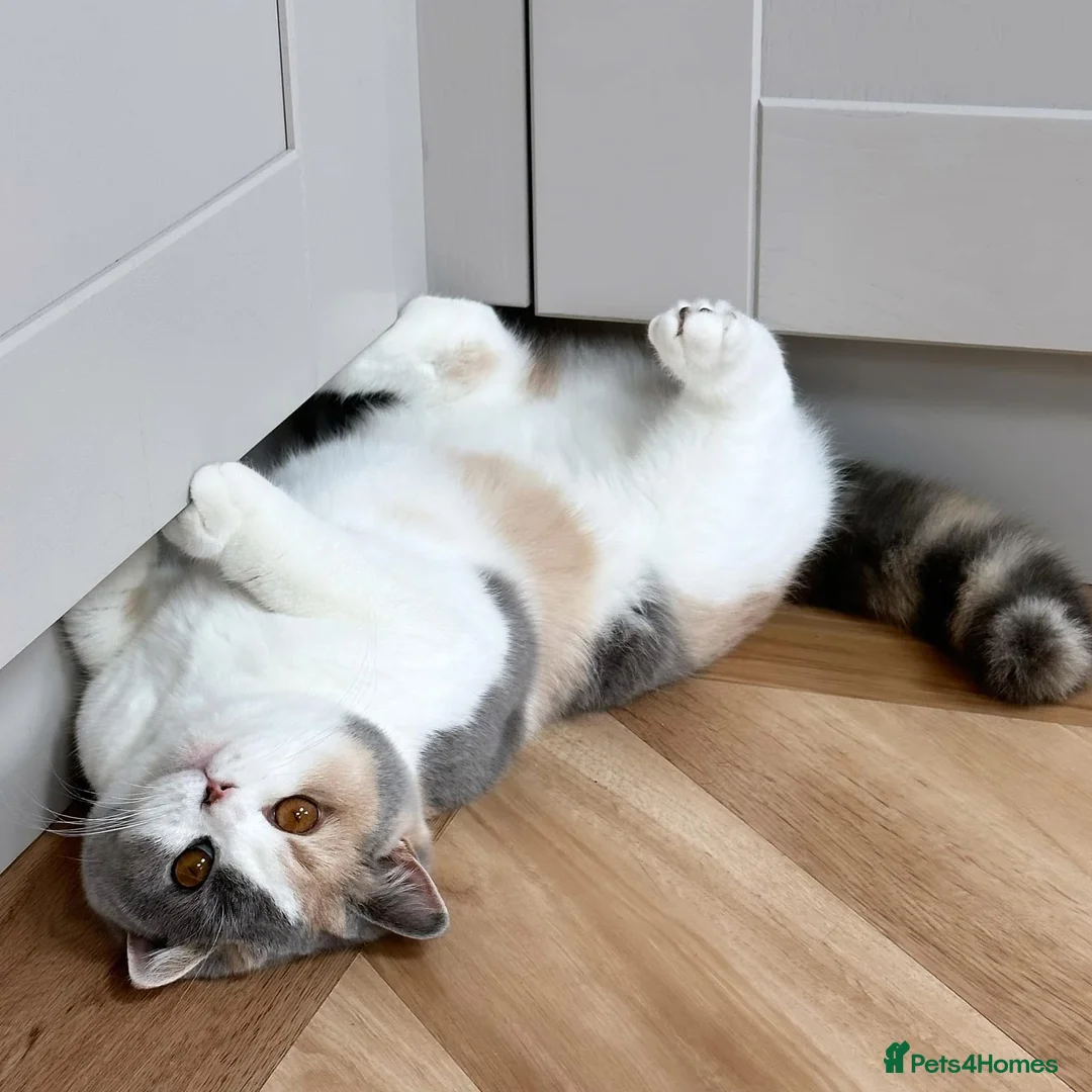 British Shorthair cats for sale: Two beautiful BSH kittens, GCCF registered  - Advert 1