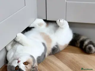 British Shorthair cats Two beautiful BSH kittens, GCCF registered - Advert 13