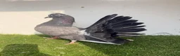 Pigeons birds for sale: Baby fantail pigeons  - Advert 4
