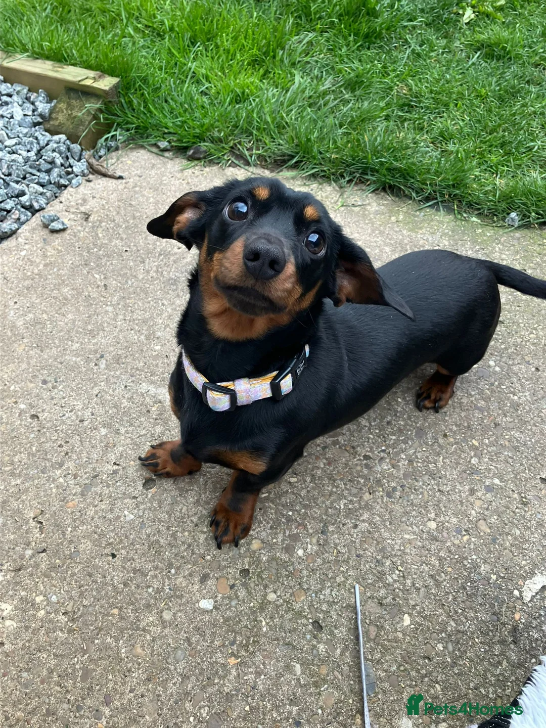 Miniature Dachshund dogs for sale: Peaches our lovely miniature Dachshund - Advert 4