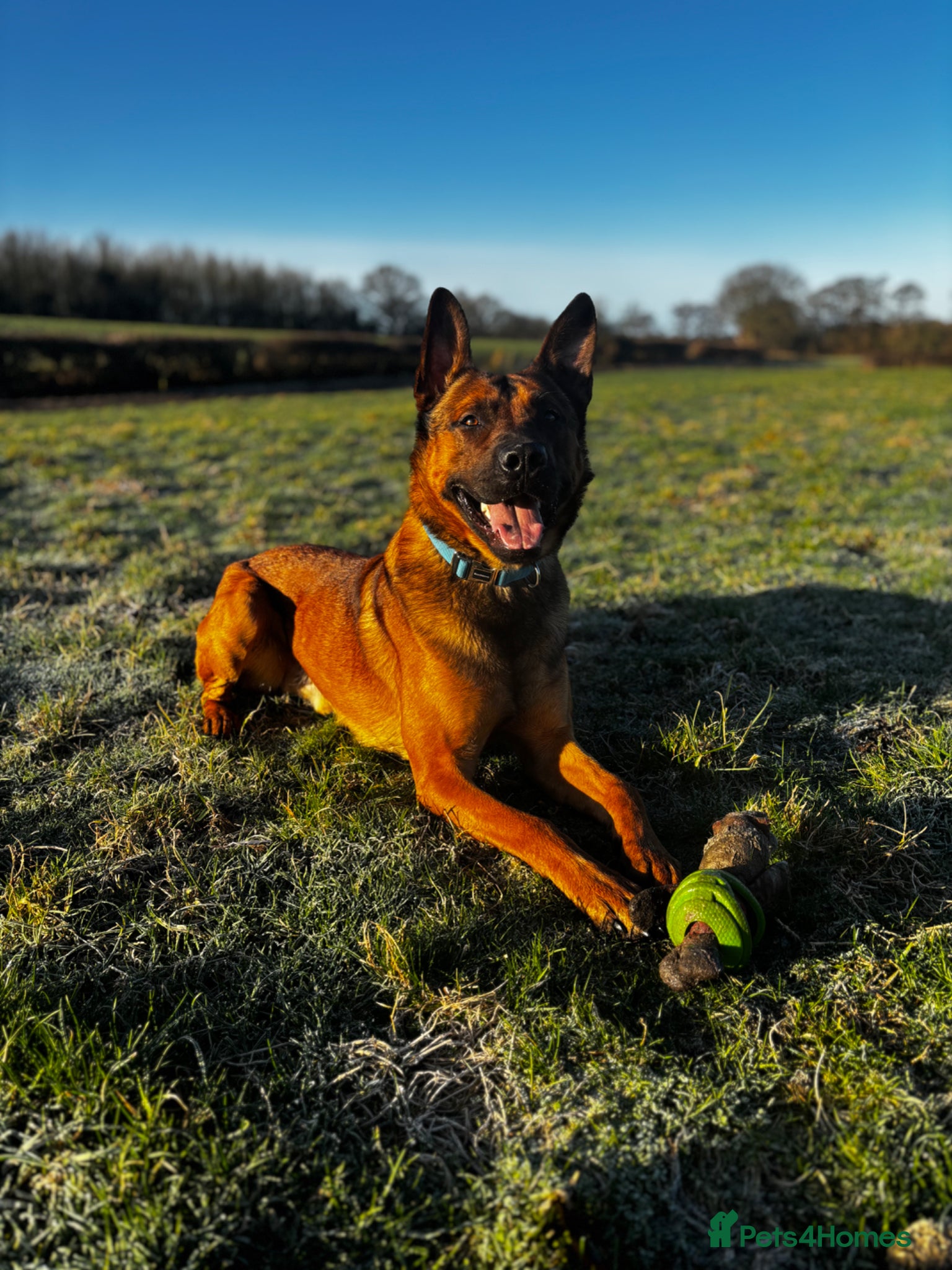 Belgian Shepherd Dog Puppy 1