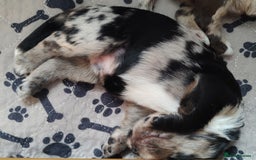 Sprocker dogs for sale: STRIKING SPROCKER SPANIEL PUPPIES  - Image 13