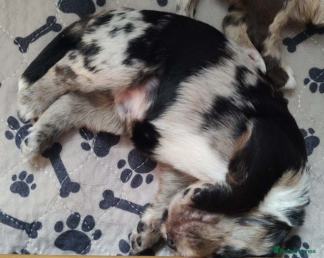 Sprocker dogs for sale: STRIKING SPROCKER SPANIEL PUPPIES  - Image 13