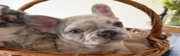 French Bulldog dogs for sale: Outstanding Frenchbull dog - Advert 2