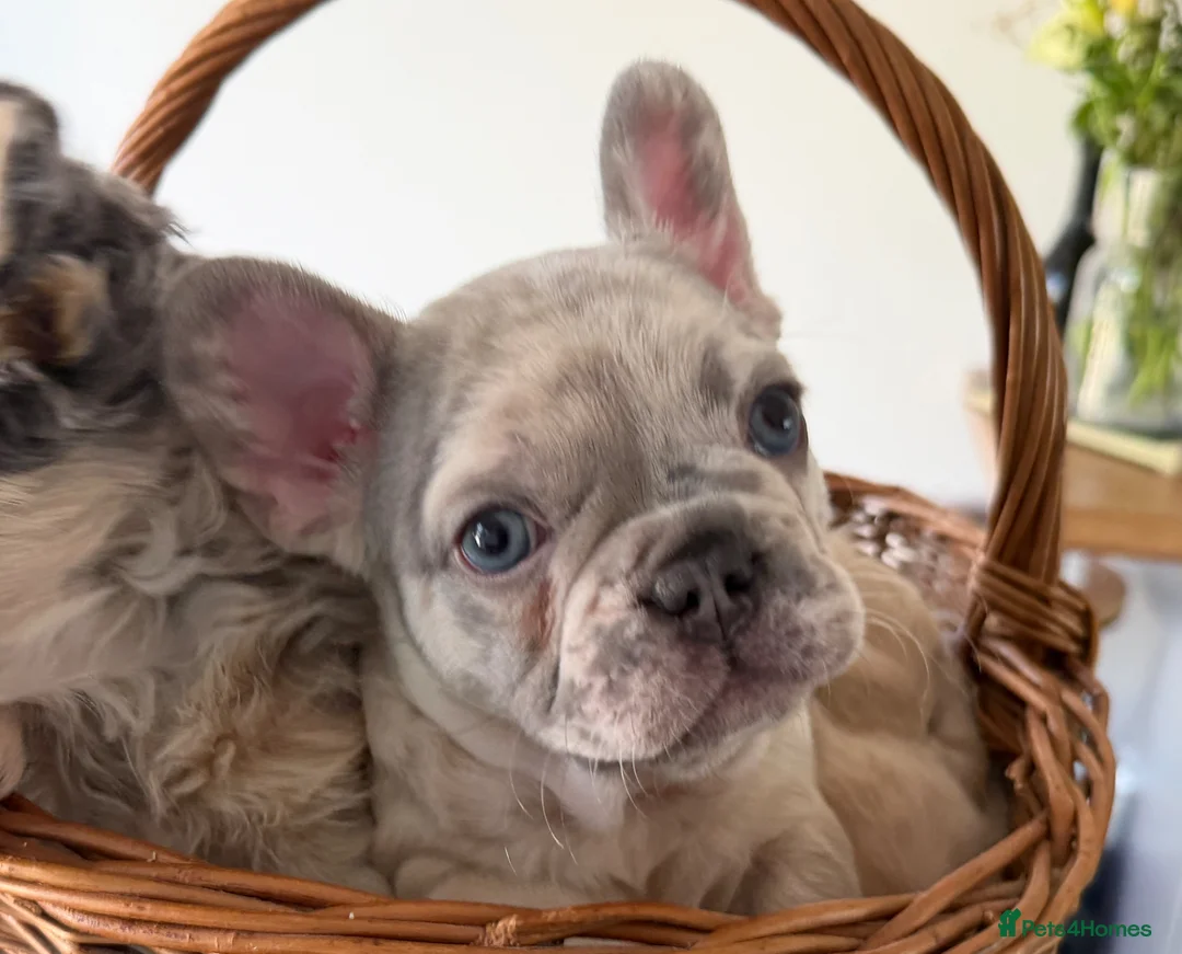 French Bulldog dogs for sale: Outstanding Frenchbull dog - Advert 2