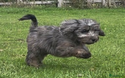 Cockapoo dogs for sale: F1 unique cockerpoo pups  - Image 11