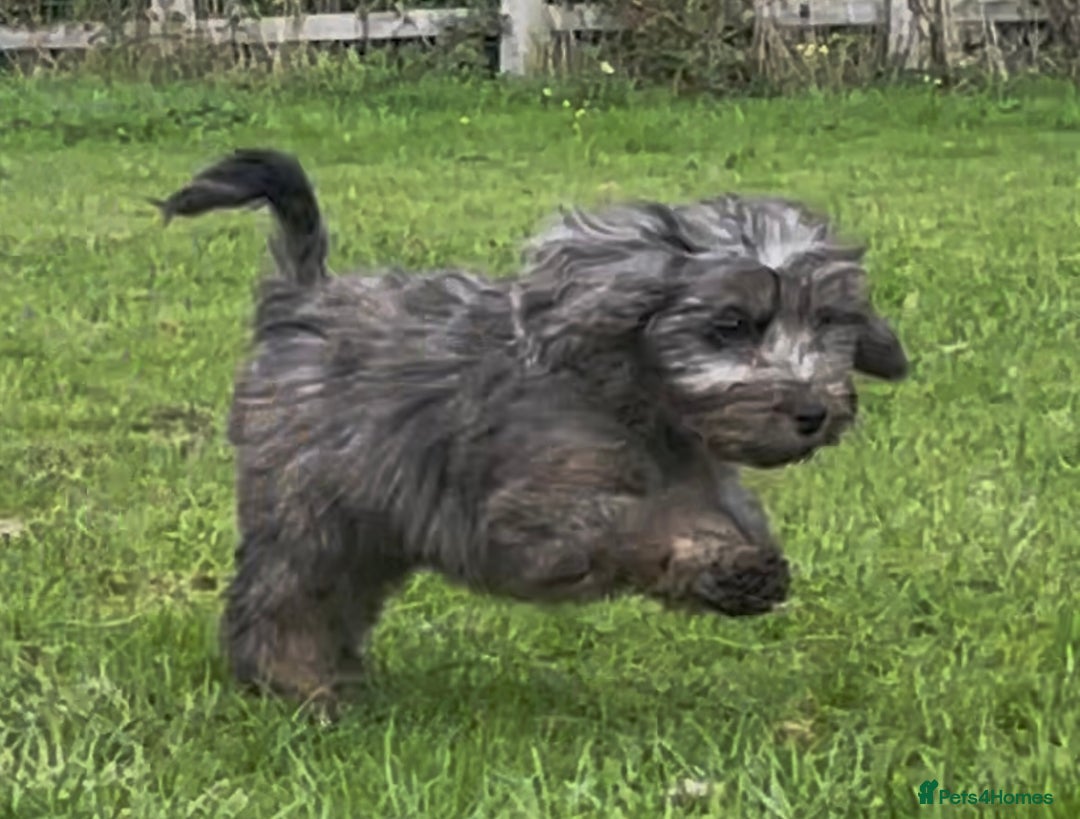Cockapoo dogs for sale: F1 unique cockerpoo pups  - Image 11