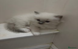 Ragdoll cats for sale:  gccf blue mitted girl champion lines 1 left  - Image 5