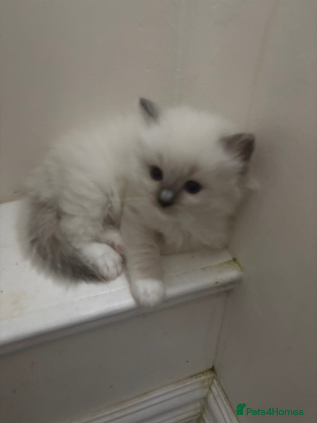 Ragdoll cats for sale:  gccf blue mitted girl champion lines 1 left  - Image 5