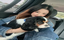 Cavalier King Charles Spaniel dogs for sale: Cavalier Pups – 0.10% COI, Health Tested, KC Reg - Image 4