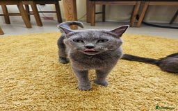 British Shorthair cats for sale: 4 years old British Short-hair - Image 12